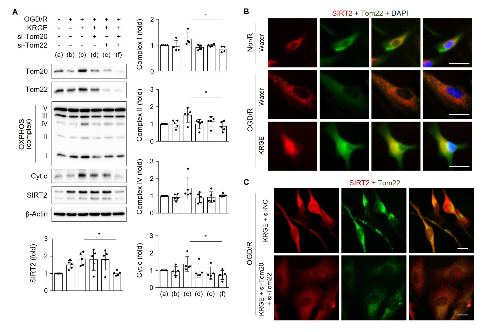 Korean Red Ginseng Mediates Mitochondrial Membrane Potential Repair Via